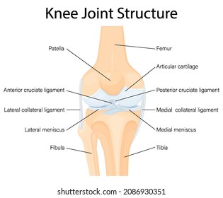 Human Knee joint anatomy. Ligaments of the knee. Anterior and Posterior cruciate ligaments, Patellar and Quadriceps, tendons, Medial and Lateral collateral ligaments. Vector flat illustration