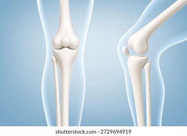 Anatomie-Modelle des menschlichen Kniegelenks, die gerade und gebogen sind. Kniegelenkknochen im transparenten menschlichen Körper. Medizinisches oder medizinisches Konzept. Vektorgrafik