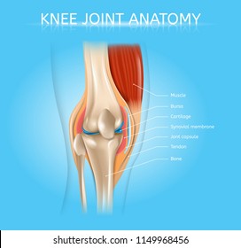 Human Knee Joint Anatomy Realistic Vector Medical Scheme with Muscles, Bones, Joint Capsule Front View Anatomical Illustration. Human Musculoskeletal System Elements Detailed Poster with Text Labels