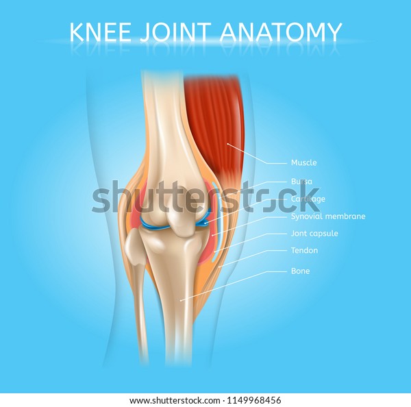 人間の膝関節解剖学のリアルなベクター画像医療スキームと筋肉 骨 関節カプセルの正面図解剖図 人間の筋骨格系エレメントテキストラベル付き詳細ポスター のベクター画像素材 ロイヤリティフリー