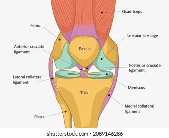 Human Knee joint anatomy. Knee Tendons, anatomical diagram