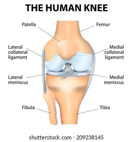 Human Knee joint anatomy. Vector