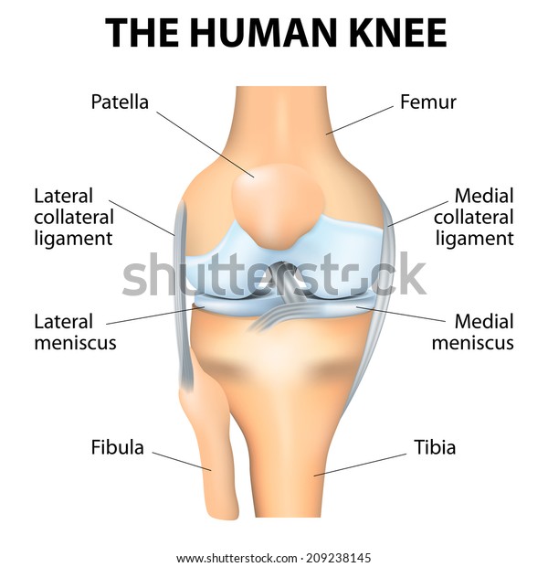 Human Knee Joint Anatomy Vector Stock Vector (Royalty Free) 209238145
