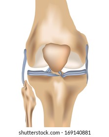 human knee joint and knee pain pain with ligaments in vector format 