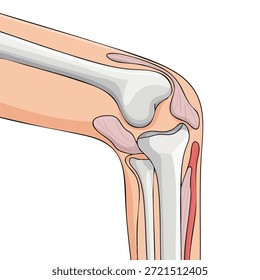 Ilustración de vista lateral de articulación de rodilla humana Obra de arte de Vector que muestra la anatomía ósea Ligamentos de cartílago Estructura de referencia médica y concepto de anatomía de salud educativa