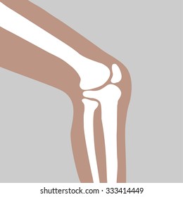 human knee joint side view - vector