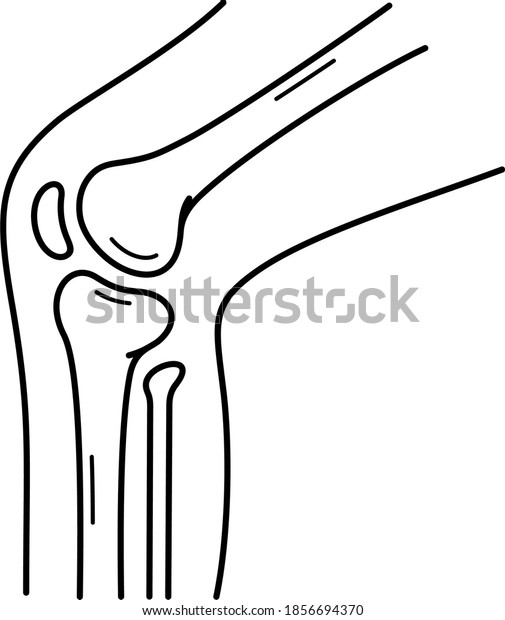 Human Knee Joint Vector Outline Illustration Stock Vector (Royalty Free ...