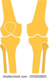 Human knee  leg  front and back view. Vector illustration. Flat design