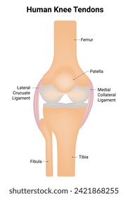 Human Knee Tendons Science Design Vector Illustration