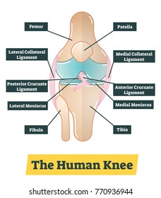 The human knee vector diagram illustration