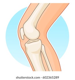 Human knee-joint side view 