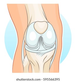 Human knee-joint vector illustration. 