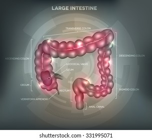 Human large colon on an abstract grey mesh background.
