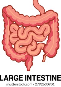 Human large intestine anatomy vector icon colon digestive tract gastroenterology concept