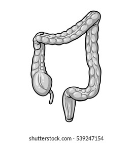 Human large intestine icon in monochrome style isolated on white background. Human organs symbol stock vector illustration.