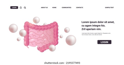 Human Large And Small Intestine Digestive System Gastrointestinal Tract Anatomy Internal Organ Healthcare Medicine