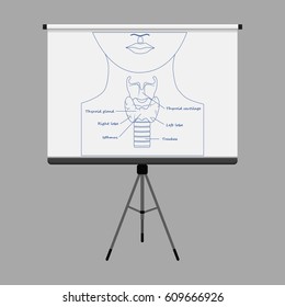 Human larynx anatomy. Educational poster. Flat vector stock illustration