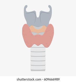 Human Larynx Anatomy. Flat Vector Stock Illustration