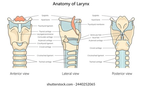 human larynx anatomy with labeled parts from anterior, lateral, and posterior views structure diagram hand drawn schematic vector illustration. Medical science educational illustration