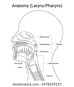 Human larynx anatomy with medical design line style