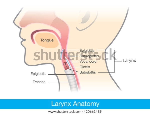 人間の喉頭解剖学 この図は医療図です のベクター画像素材 ロイヤリティフリー
