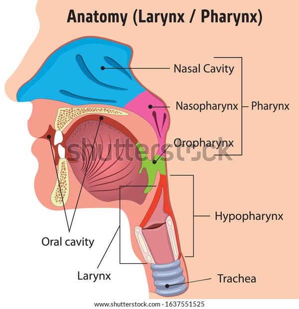 Human Larynx\
and Internal Pharynx Anatomy Head Illustration, Close. Ideal for\
training materials and medical\
education