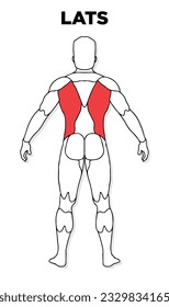 Human Lats muscle male anatomy model vector, perfect for gym illustration, health, medicine and biology lessons.