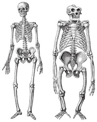 Human (left) And Gorilla (right) Skeleton / Vintage Illustrations From Die Frau Als Hausarztin 1911