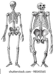 Human (left) And Gorilla (right) Skeleton / Vintage Illustrations From Die Frau Als Hausarztin 1911