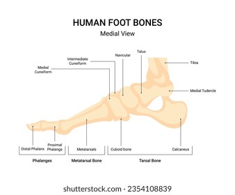 Human leg bone system infographic