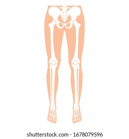 Human Leg Bones Anatomy. Hip, Knee, Pelvis,femur, Foot, Toe, Joint Symbol. Vector Flat Concept Illustration. Isolated On White Background. Medical, Educational And Science Banner
