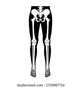 Human leg bones anatomy. Knee, foot, toe, joint symbol. Vector flat concept illustration. Isolated on white background. Medical, educational and science banner.