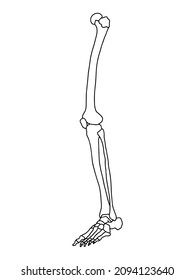 Human leg bones. Human anatomy vector Illustration.