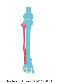 Human Leg Bones or fibula in Educational Anatomy Illustration