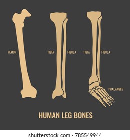 Human leg bones icons. Chest image in a flat style. Vector illustration in beige colour isolated on a dark grey background.