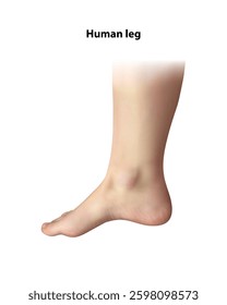 Human leg. Isolated vector illustration 