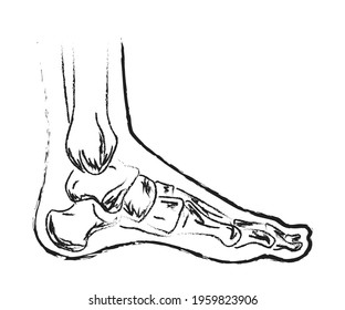 Human Leg Joints Symbol Vector Illustration Stock Vector (Royalty Free ...