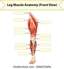 Human Leg Muscle Anatomy Worksheet Illustration