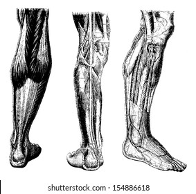 Human Leg, showing posterior surface (left), deep posterior region (middle), and deep anterior region(right), vintage engraved illustration. Usual Medicine Dictionary by Dr Labarthe - 1885