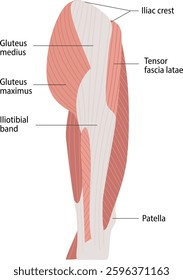 

Human leg side structure anatomy vector illustration