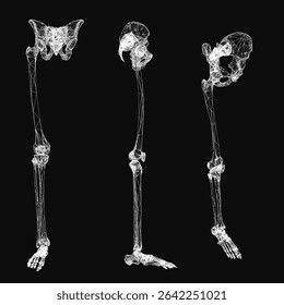 A human leg and thigh skeleton in 3D wireframe style, featuring front, side, and isometric views. The anatomical model highlights bone structure with clean white lines against a dark background.