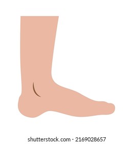 human leg. Vector illustration. on white background