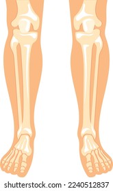 Human legs anatomy. Bone structure medical illustration isolated on white background