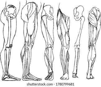 human legs bones and muscles