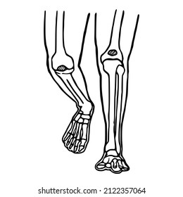 Human legs hand drawn icon. Anatomical structure of the knee and ankle joints doodle art.