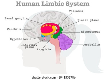 Human limbic system components diagram. Paleo mammalian cortex. Female head silhouette, brains cross section. Cerebrum, Cerebellum, Hypothalamus, thalamus, amygdala basal ganglia. Xray graphic Vector