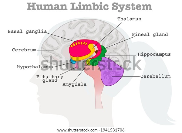 Human Limbic System Components Diagram Paleo Stock Vector (royalty Free 