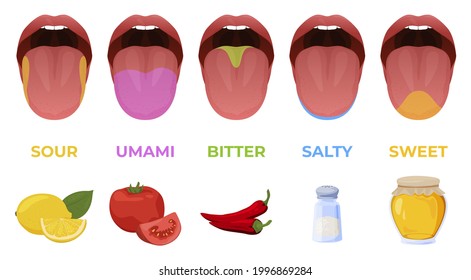 Human linguistic taste receptors vector flat illustration. Colored tongue zones in mouth with sour, sweet, bitter, salty and umami tastes isolated. Anatomical diagram chart with section tasteful