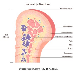 Human lip anatomy. Human mouth external parts with description. Flat vector illustration