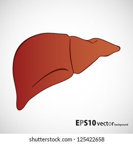 human liver